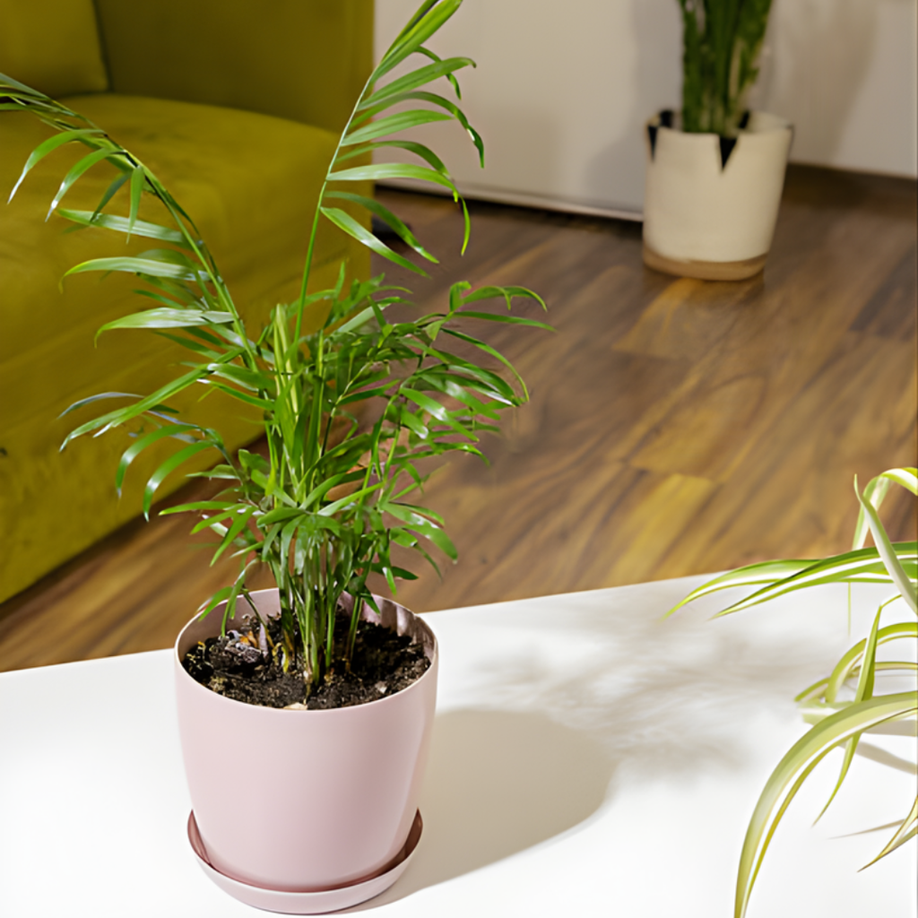 2 Parlor Palm Live Plant Indoor, 4" Potted Plant, Easy Care Indoor Greenery, Compact Tropical Foliage for Home and Office Décor
