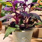Gynura Purple Passion Live House Plant |Size 4 Inch Tall | Decorative Indoor Plant for Shelves & Desks | Soft Purple Textured Leaves, Fast Growing & Easy Care