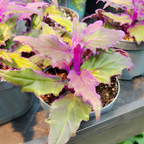 Gynura Purple Passion Live House Plant |Size 4 Inch Tall | Decorative Indoor Plant for Shelves & Desks | Soft Purple Textured Leaves, Fast Growing & Easy Care