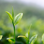 Camellia Sinensis Plant Live | Camelia Tree Live | 4 Inch Tall | Evergreen Shrub with Glossy Foliage for Patio Displays, Garden Design & Ornamental Planting