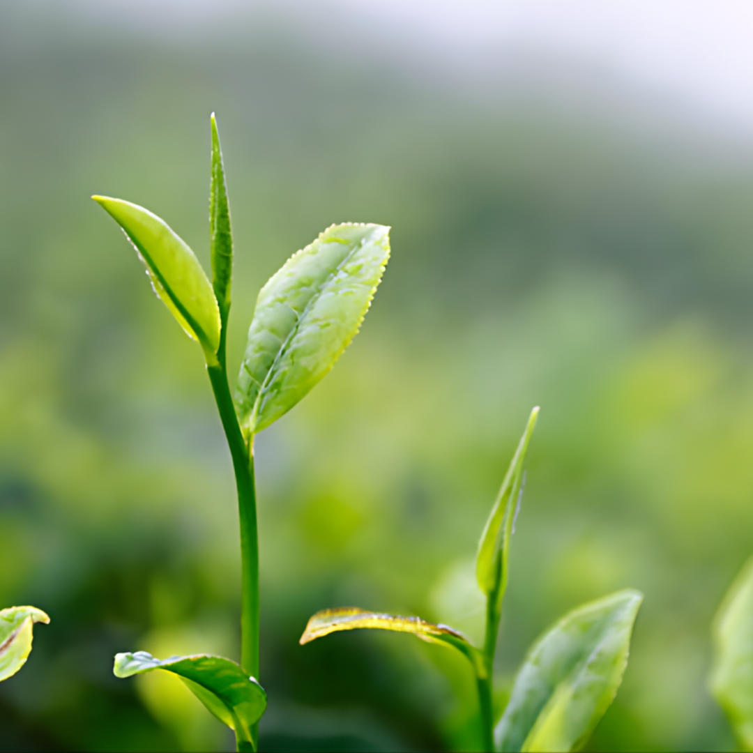 Camellia Sinensis Plant Live | Camelia Tree Live | 4 Inch Tall | Evergreen Shrub with Glossy Foliage for Patio Displays, Garden Design & Ornamental Planting