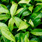 Camellia Sinensis Plant Live | Camelia Tree Live | 4 Inch Tall | Evergreen Shrub with Glossy Foliage for Patio Displays, Garden Design & Ornamental Planting