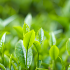 Camellia Sinensis Plant Live | Camellia Live Plant | 4 Inch Tall | Evergreen Tea Plant | Ideal for Patio Containers, Garden Beds, Hedge Planting & Landscape Use