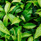 Camellia Sinensis Plant Live | Camellia Live Plant | 4 Inch Tall | Evergreen Tea Plant | Ideal for Patio Containers, Garden Beds, Hedge Planting & Landscape Use