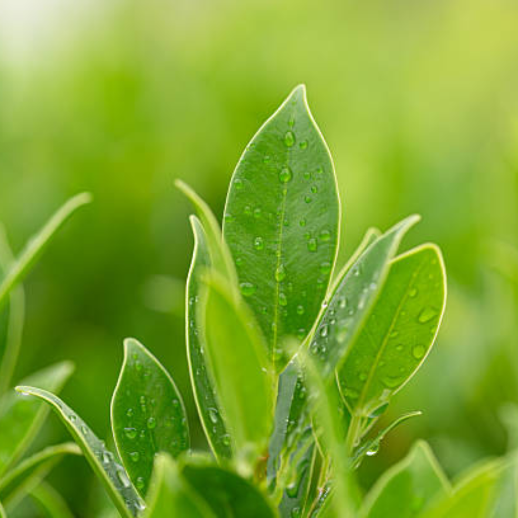 Camellia Sinensis Plant Live | Camellia Live Plant | 4 Inch Tall | Evergreen Tea Plant | Ideal for Patio Containers, Garden Beds, Hedge Planting & Landscape Use