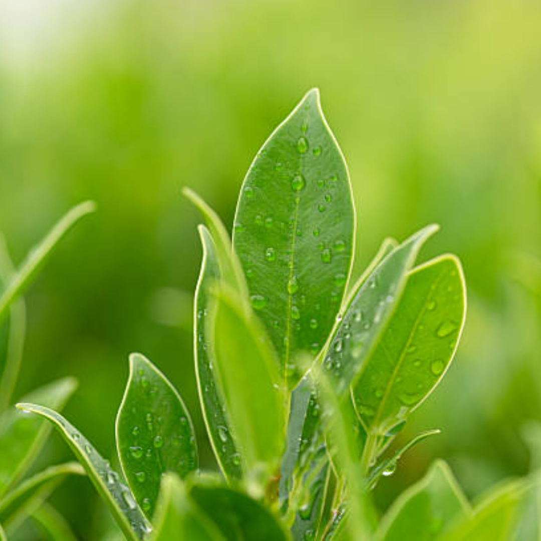 Camellia Sinensis Plant Live | Camellia Live Plant | 4 Inch Tall | Evergreen Tea Plant | Ideal for Patio Containers, Garden Beds, Hedge Planting & Landscape Use