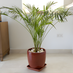 2 Parlor Palm Live Plant Indoor, 4" Potted Plant, Easy Care Indoor Greenery, Compact Tropical Foliage for Home and Office Décor