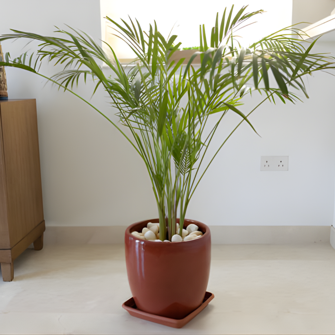 2 Parlor Palm Live Plant Indoor, 4" Potted Plant, Easy Care Indoor Greenery, Compact Tropical Foliage for Home and Office Décor
