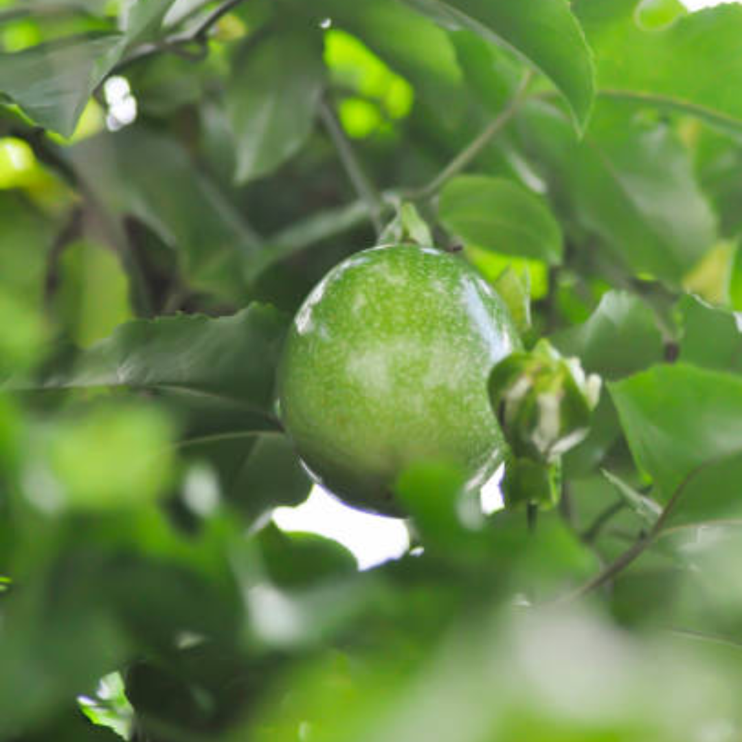 Passion Fruit Plant Live - Red Passionfruit | Size 4 Inch Tall | Fast Growing Red Passion Fruit with Striking Red Flowers for Pergolas, Arbors & Garden Spaces