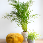 2 Parlor Palm Live Plant Indoor, 4" Potted Plant, Easy Care Indoor Greenery, Compact Tropical Foliage for Home and Office Décor