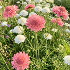 100 Pcs Salmon Queen Scabiosa Seeds for Planting, Grow Robust, Easy to Care Pincushion Blooms in, Pink & White for Yard Borders