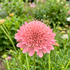 100 Pcs Salmon Queen Scabiosa Seeds for Planting, Grow Robust, Easy to Care Pincushion Blooms in, Pink & White for Yard Borders