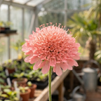 100 Pcs Salmon Queen Scabiosa Seeds for Planting, Grow Robust, Easy to Care Pincushion Blooms in, Pink & White for Yard Borders