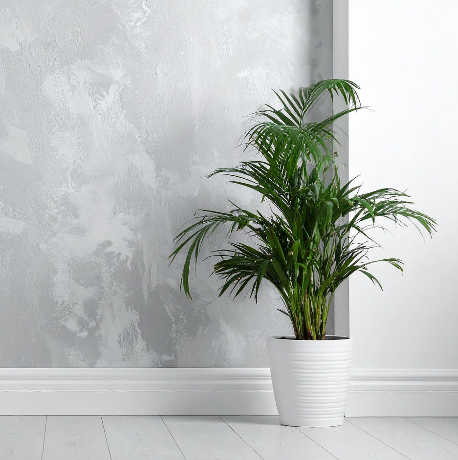 2 Parlor Palm Live Plant Indoor, 4" Potted Plant, Easy Care Indoor Greenery, Compact Tropical Foliage for Home and Office Décor