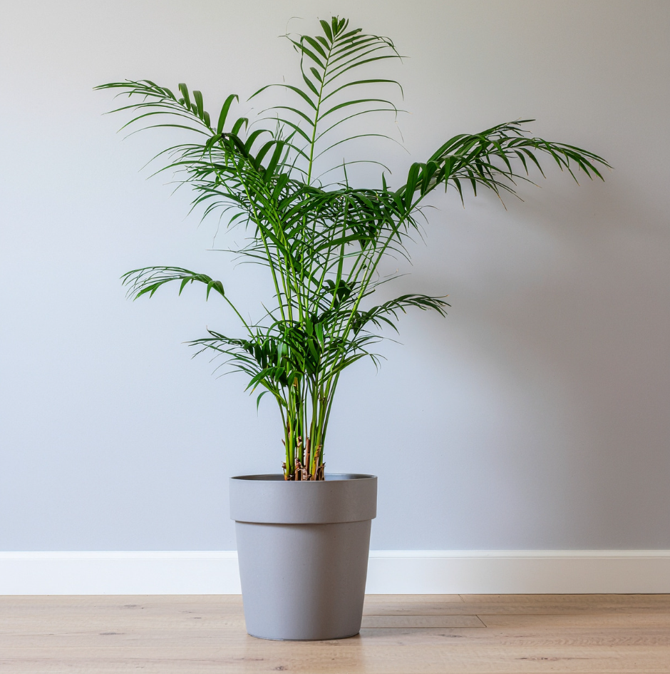 Parlor Palm, 4 Inch Pot Size, Potted Indoor Plant, Low Maintenance Tabletop Palm for Bright Indirect Light