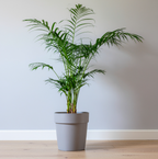 Parlor Palm, 4 Inch Pot Size, Potted Indoor Plant, Low Maintenance Tabletop Palm for Bright Indirect Light