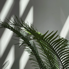 Parlor Palm, 4 Inch Pot Size, Potted Indoor Plant, Low Maintenance Tabletop Palm for Bright Indirect Light