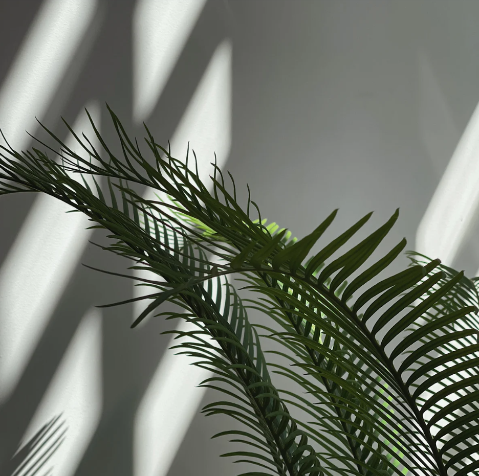 Parlor Palm, 4 Inch Pot Size, Potted Indoor Plant, Low Maintenance Tabletop Palm for Bright Indirect Light