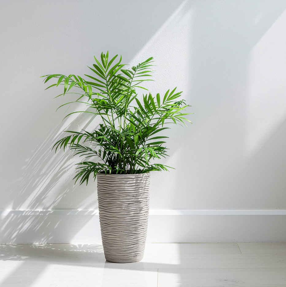 3 Parlor Palm Live Plant, 2 Inch Pot, Potted Chamaedorea Elegans, Small Indoor Palm for Desks and Low Light Areas