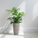 2 Parlor Palm Live Plant Indoor, 4" Potted Plant, Easy Care Indoor Greenery, Compact Tropical Foliage for Home and Office Décor