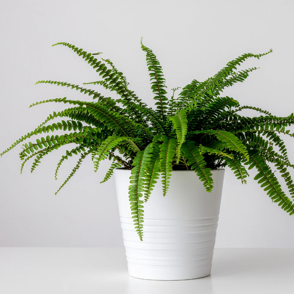 Lemon Button Fern Plant, 2 Inch Pot Size, Easy Care Indoor Greenery, Petite Round Foliage for Home and Office Décor