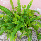 2 Lemon Button Fern Live Plant, 4 Inch Pot, Potted Nephrolepis Cordifolia, Small Indoor Fern for Desks and Terrariums
