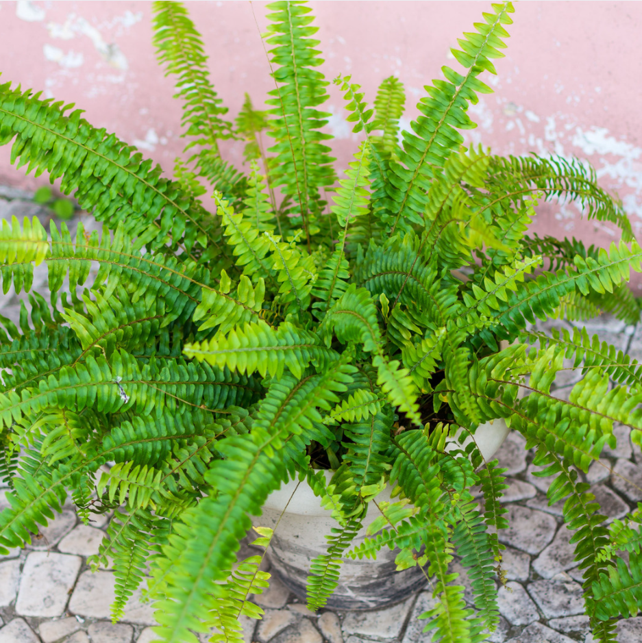 2 Lemon Button Fern Live Plant, 4 Inch Pot, Potted Nephrolepis Cordifolia, Small Indoor Fern for Desks and Terrariums