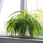2 Lemon Button Fern Live Plant, 2 Inch Pot, Potted Nephrolepis Cordifolia, Small Indoor Fern for Desks and Terrariums