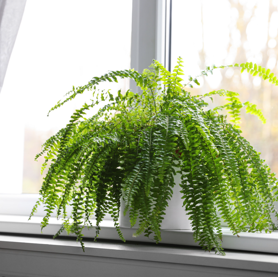 2 Lemon Button Fern Live Plant, 4 Inch Pot, Potted Nephrolepis Cordifolia, Small Indoor Fern for Desks and Terrariums