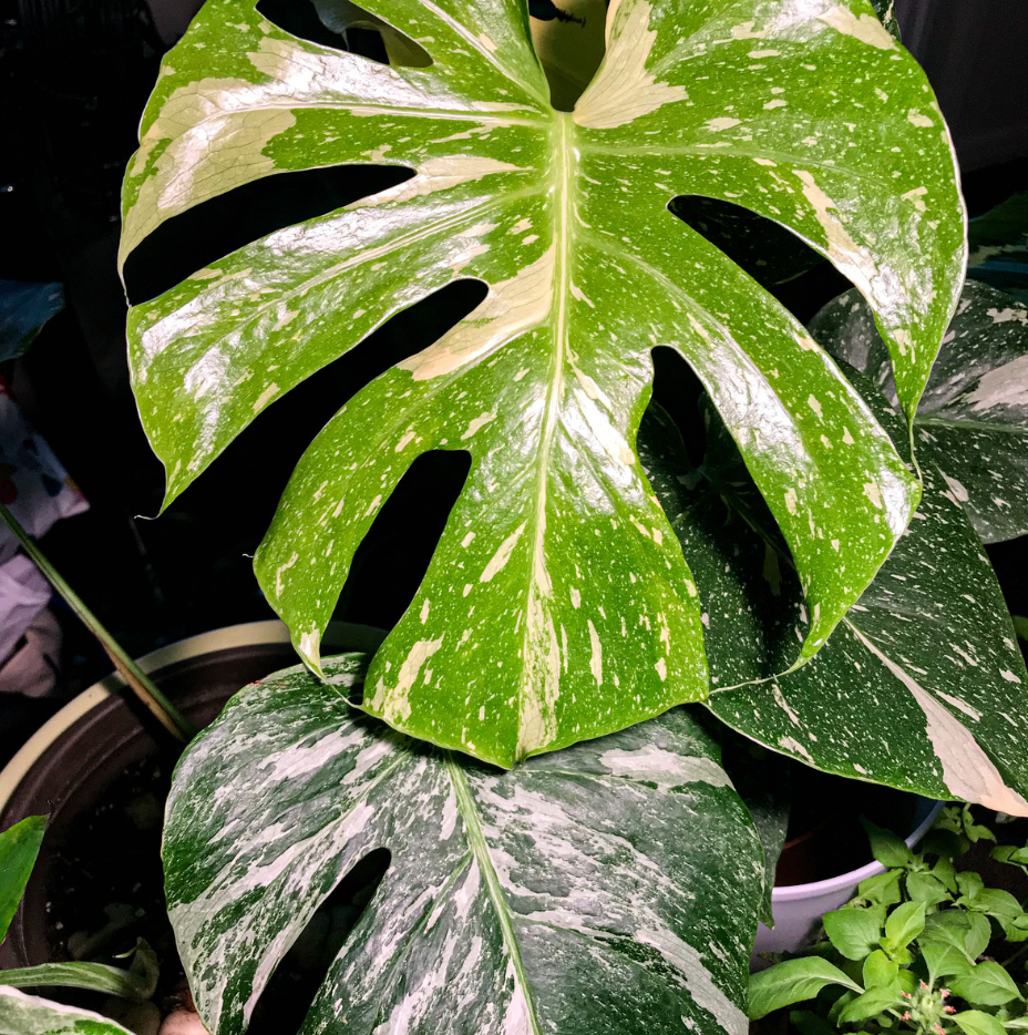 Thai Constellation Monstera Live Plant, 4 Inch Pot, Potted Variegated Monstera Deliciosa, Rare Cream and Green Indoor Plant for Home and Office