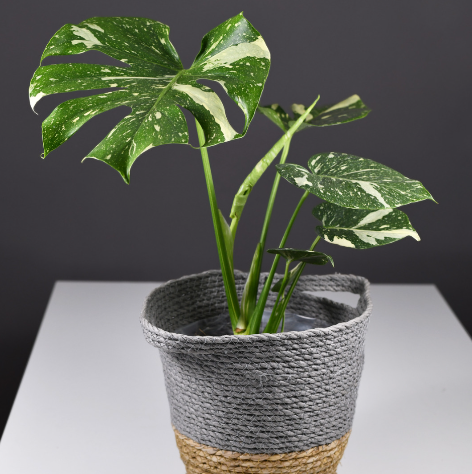 Thai Constellation Monstera Live Plant, 4 Inch Pot, Potted Variegated Monstera Deliciosa, Rare Cream and Green Indoor Plant for Home and Office