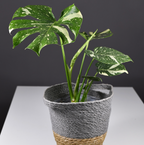 Thai Constellation Monstera Live Plant, 4 Inch Pot, Potted Variegated Monstera Deliciosa, Rare Cream and Green Indoor Plant for Home and Office