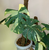 Monstera Thai Constellation Live Plant, 4" Potted Plant, Easy Care Variegated Greenery, Decorative Speckled Foliage for Desks and Bright Spaces