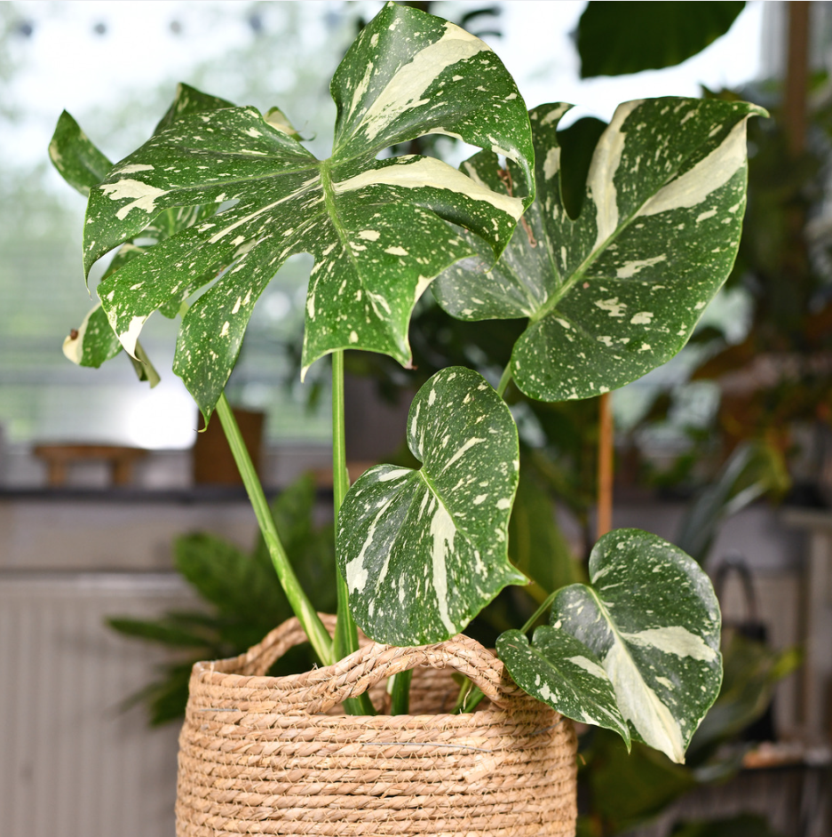 Thai Constellation Monstera Live Plant, 4 Inch Pot, Potted Variegated Monstera Deliciosa, Rare Cream and Green Indoor Plant for Home and Office