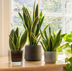 Snake Plant Live, 6" Potted Plant, Easy Care Indoor Greenery, Sturdy Vertical Leaf Plant for Low Light Areas and Desks
