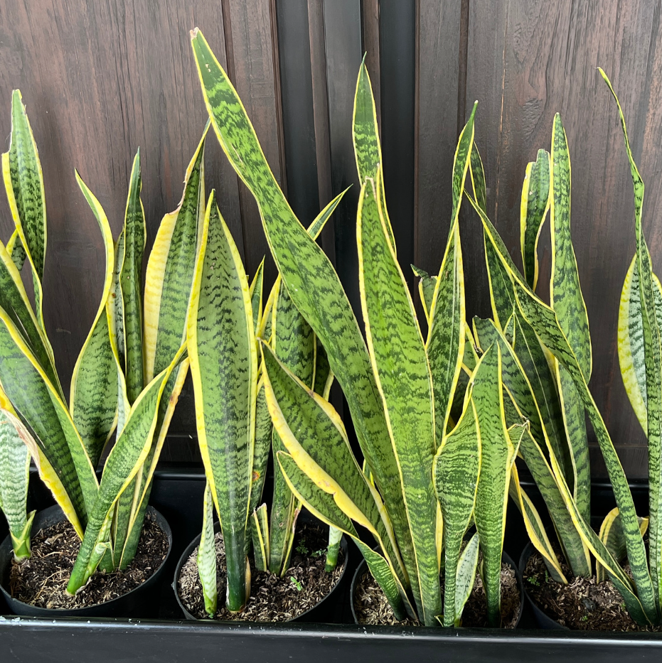 Snake Plant Live, 6" Potted Plant, Easy Care Indoor Greenery, Sturdy Vertical Leaf Plant for Low Light Areas and Desks