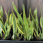 Snake Plant Live, 6" Potted Plant, Easy Care Indoor Greenery, Sturdy Vertical Leaf Plant for Low Light Areas and Desks