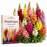 2000 Snapdragon Seeds Mix for Planting, High Germination Flower Seeds, Robust Low Maintenance Cut Flowers with Vibrant Colors for Garden Borders