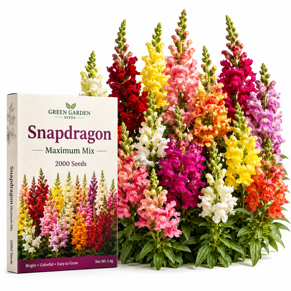 2000 Snapdragon Seeds Mix for Planting, High Germination Flower Seeds, Robust Low Maintenance Cut Flowers with Vibrant Colors for Garden Borders