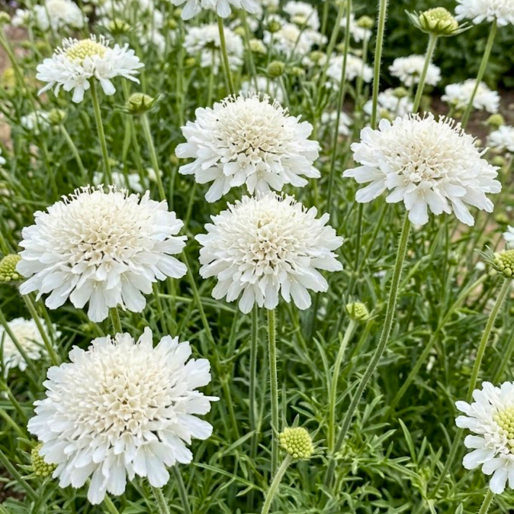 150 Pcs Snowmaiden Scabiosa Seeds for Outdoor, Vigorous, Cold-Hardy Plants, Grow Robust Colorful Blooms for Pollinators & Outdoor Landscapes
