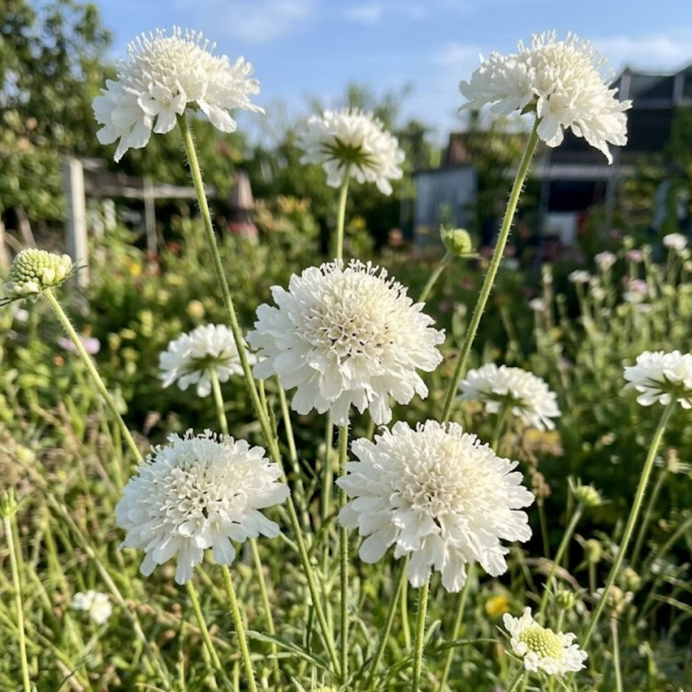 150 Pcs Snowmaiden Scabiosa Seeds for Outdoor, Vigorous, Cold-Hardy Plants, Grow Robust Colorful Blooms for Pollinators & Outdoor Landscapes
