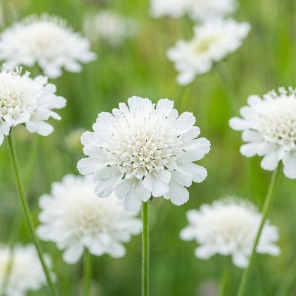 50 Pcs Snowmaiden Scabiosa Seeds, Heirloom Non-GMO Pincushion Flowers, Low Maintenance Color Blooms for Cut Floral Bouquets