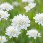50 Pcs Snowmaiden Scabiosa Seeds, Heirloom Non-GMO Pincushion Flowers, Low Maintenance Color Blooms for Cut Floral Bouquets