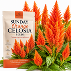 50 Pcs Sunday Orange Celosia Seeds, Heirloom Feather Amaranth for Planting, Fast-Growing Plants for Bright Sunlit Gardens