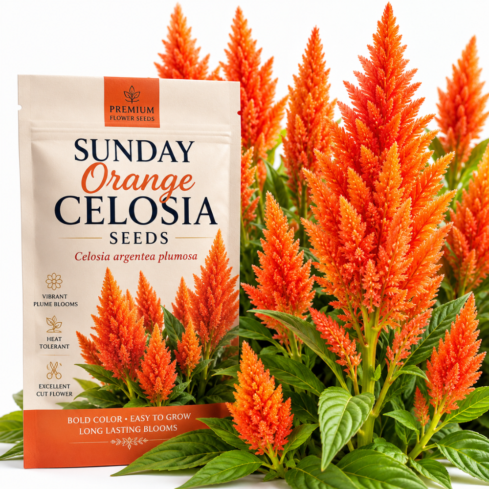 50 Pcs Sunday Orange Celosia Seeds, Heirloom Feather Amaranth for Planting, Fast-Growing Plants for Bright Sunlit Gardens