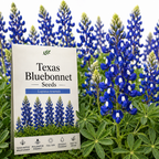 50 Pcs Texas Bluebonnet Seeds for Planting Outdoors, Non-GMO Heirloom Wildflowers, Low Maintenance Blue Floral Spikes for Yard Borders