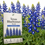 50 Pcs Texas Bluebonnet Seeds for Planting Outdoors, Non-GMO Heirloom Wildflowers, Low Maintenance Blue Floral Spikes for Yard Borders