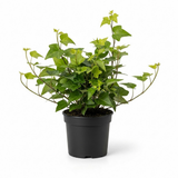 Green English Ivy Live Plants in 4 Inch Pot | Hardy Variegated English Ivy Live Plant for Home & Office Greenery | Low-Maintenance Glacier Ivy Houseplant for Desks, Windowsills & Hanging Displays