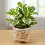 Peperomia Obtusifolia Variegated Live Plant | Baby Rubber Plant in 4'' Inch Pot | Easy-Care Peperomia Live Indoor Houseplant | Attractive Variegated Rubber Plant for Home & Office Décor