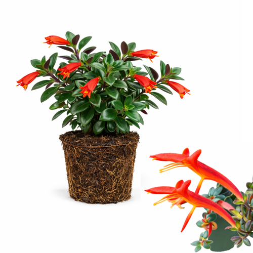 Live Goldfish Cactus Plant (Columnea Long Leaf) 4-6 Inch Tall | Long Leaf Variety, Flowering Trailing Plant Suitable for Gifts & Ideal for Home Interiors